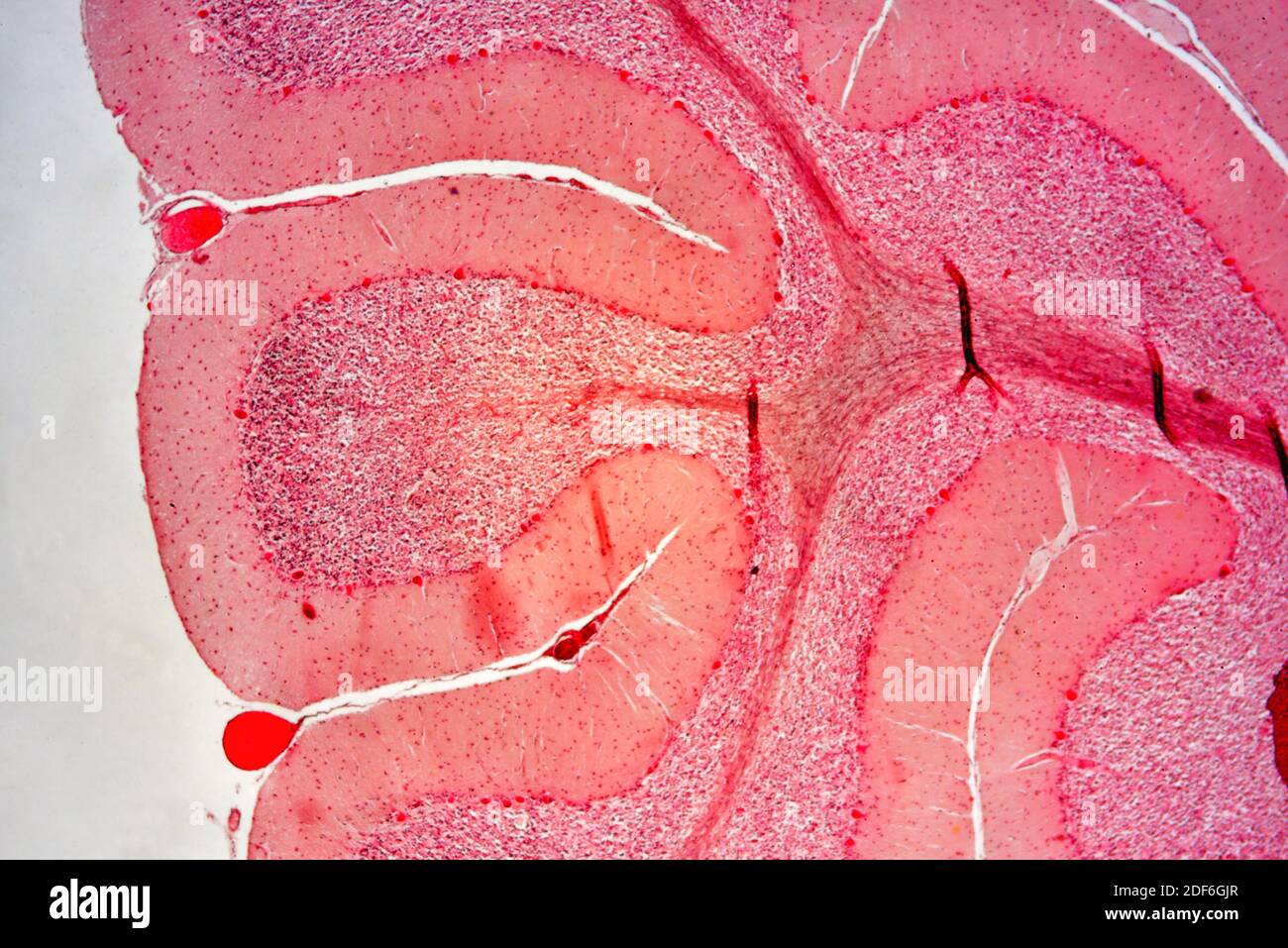Sección transversal del cerebelo humano. Microscopio óptico X40 Fotografía  de stock - Alamy