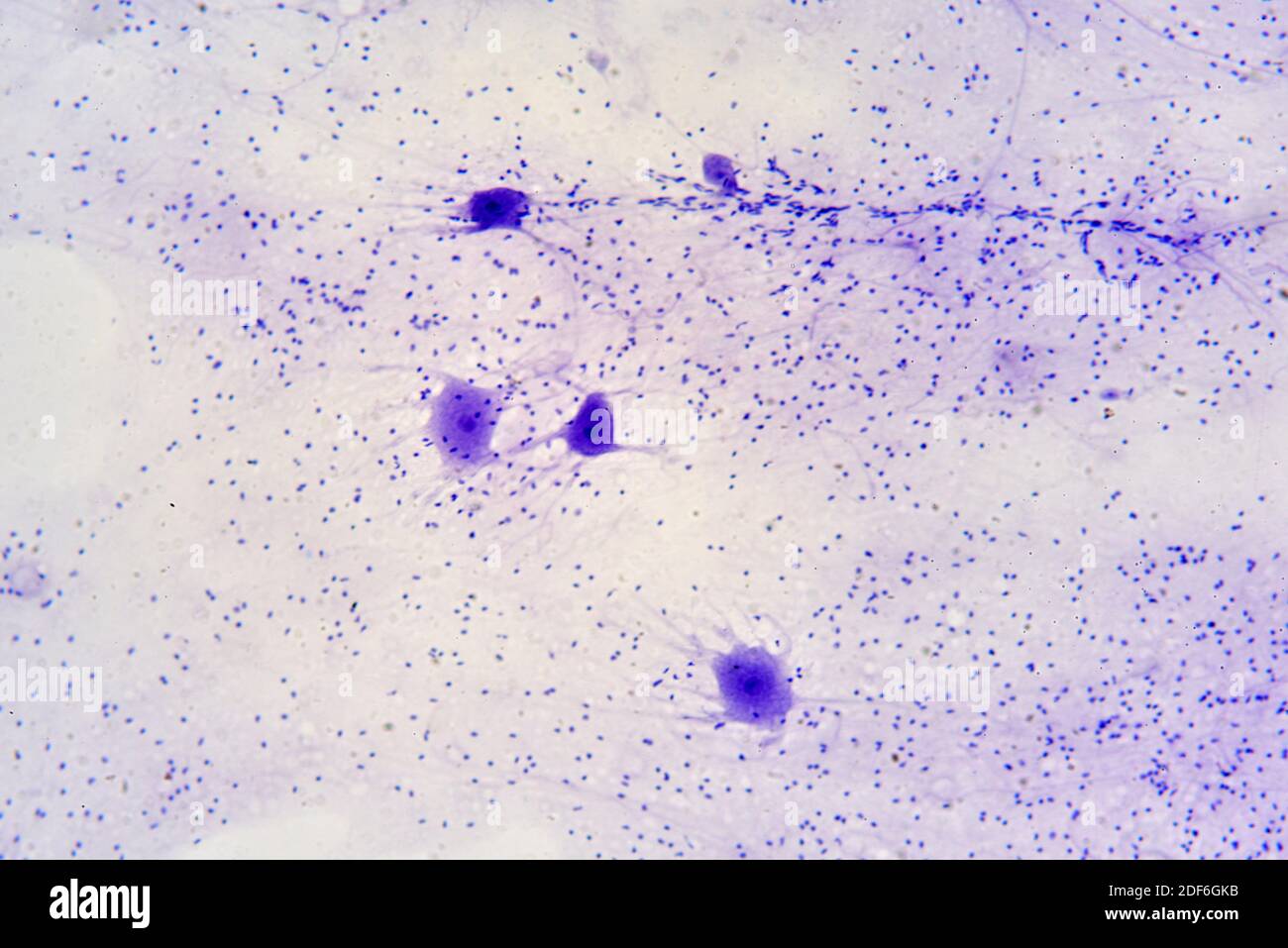 Neuronas motoras y células de la glia. Microscopio óptico X100 Fotografía  de stock - Alamy