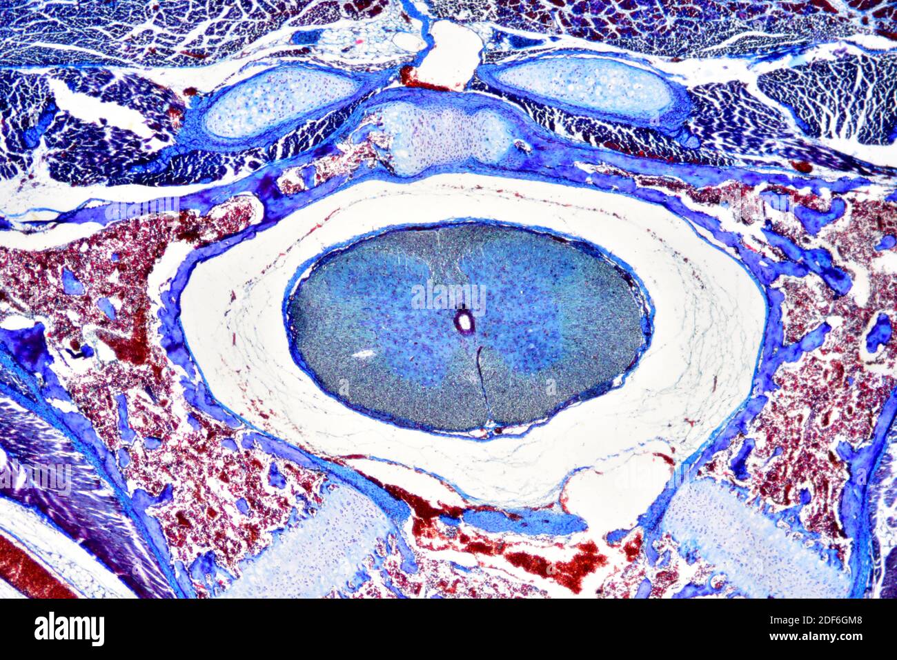 Médula espinal de rata (tejido nervioso). Microscopio óptico X40. Foto de stock