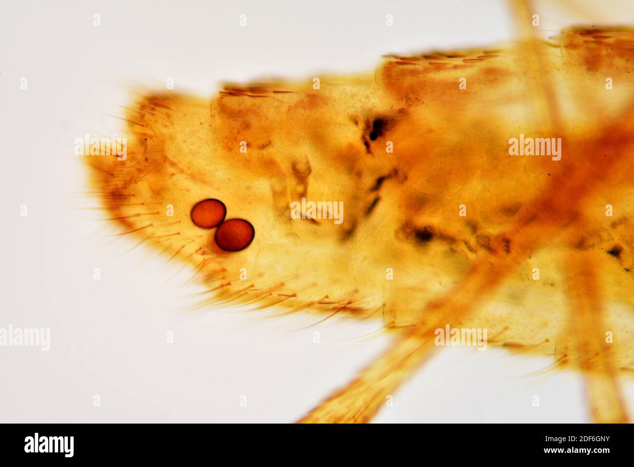 Común casa mosquito hembra (Culex pipiens), abdomen con detalle de huevos. Microscopio óptico X100. Foto de stock