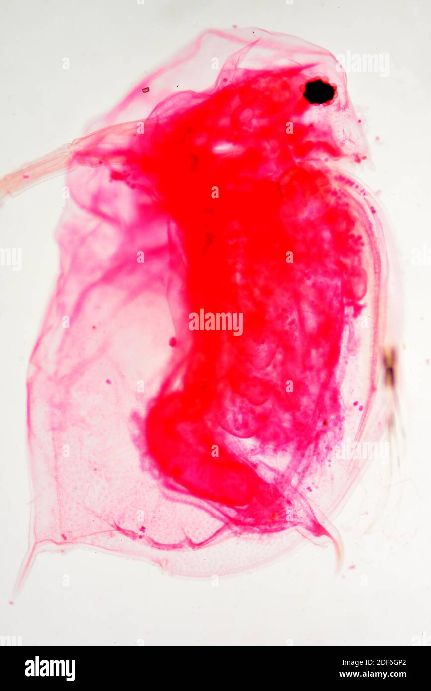 Pulgas de agua (Daphnia sp.) es un crustáceo planctónico. Microscopio óptico X40. Foto de stock