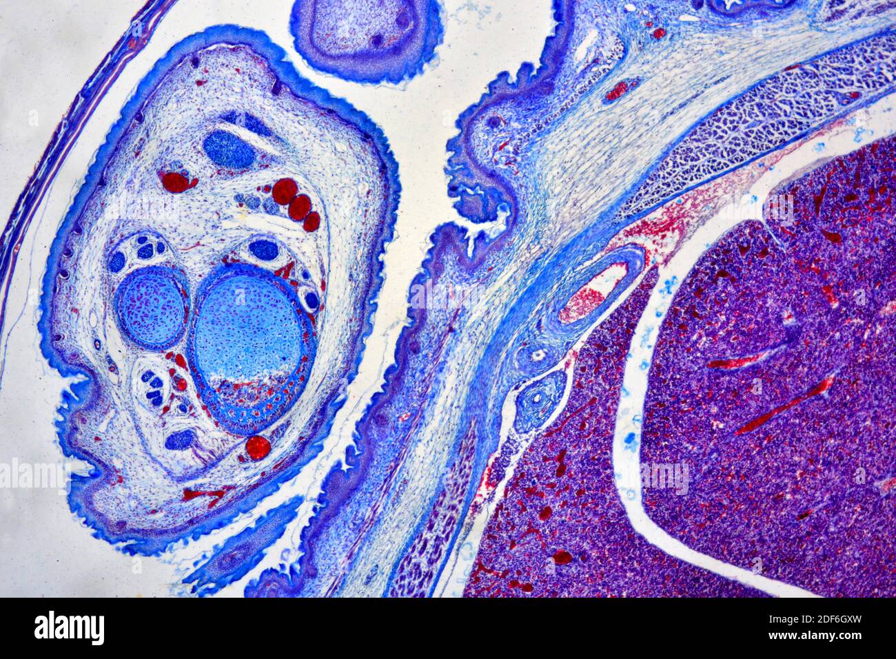 Útero de ratón con embrión. Microscopio óptico X40 Fotografía de stock -  Alamy