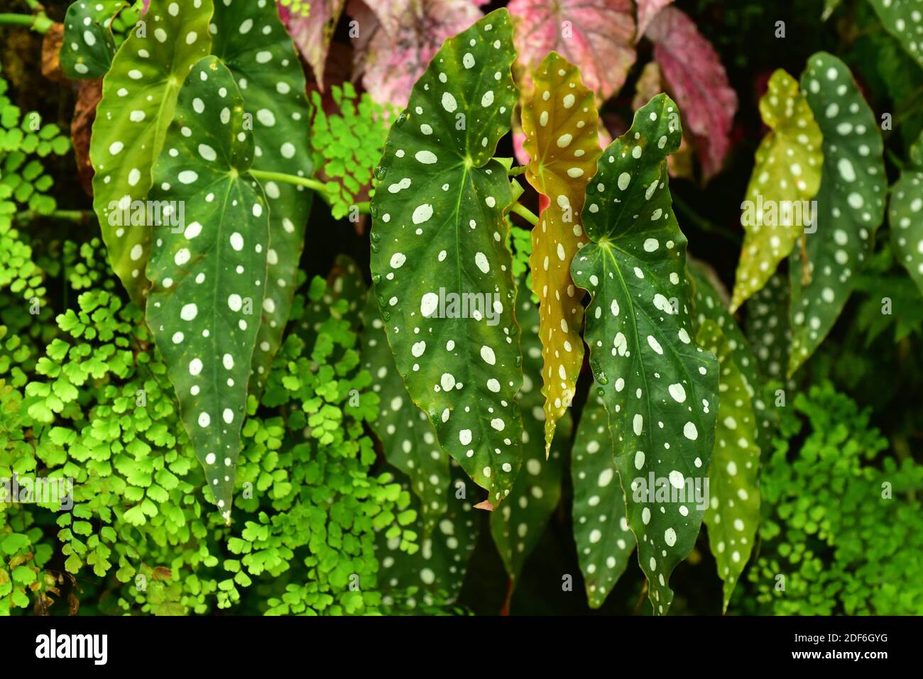 Begonia (Begonia coccinea) es una planta ornamental con hojas muy hermosas. Foto de stock