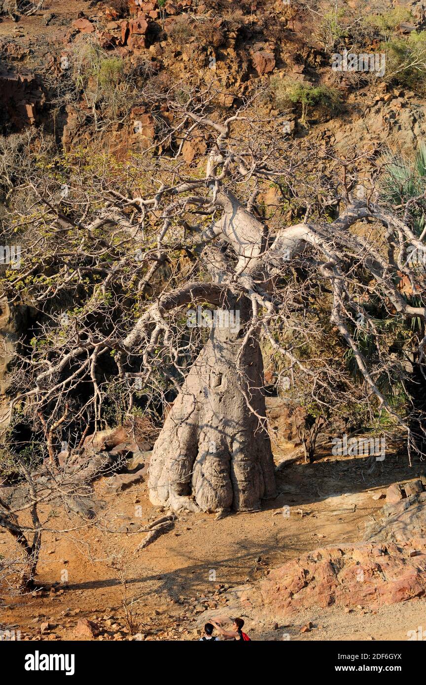 Baobab (Adansonia digitata). Esta foto fue tomada en el norte de Namibia a orillas del río Kunene, en las cataratas Epupa. Foto de stock