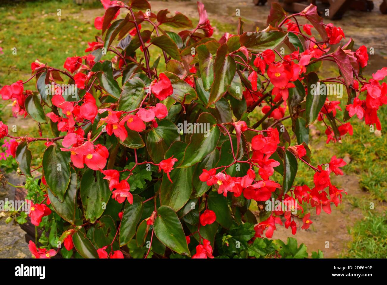 Begonia semperflorens es una planta ornamental. Foto de stock