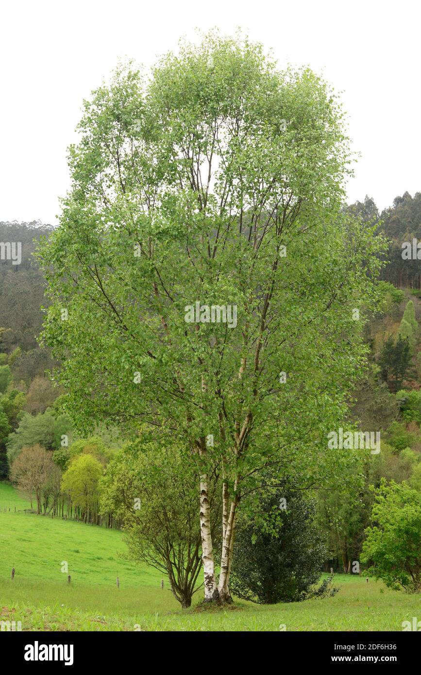 Abedul (Betula pubescens celtiberica). Asturias, España. Foto de stock
