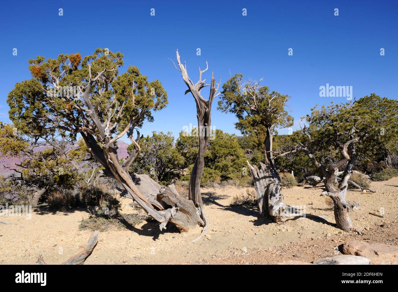 El enebro de Utah (Juniperus osteosperma) es un arbusto o árbol pequeño nativo del suroeste de EE.UU. Espécimen afectado por enebro enano muérdago (Arceuthobium Foto de stock