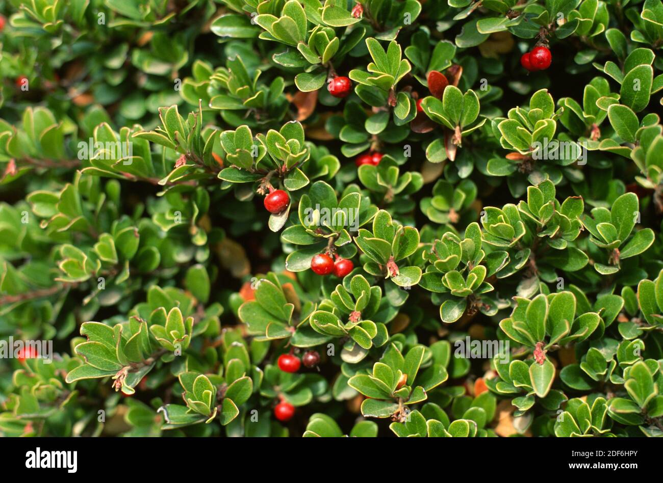 Arándano (Arctostaphylos uva-ursi) es un arbusto procumbente medicinal nativo de las latitudes y montañas del norte de Europa, América del Norte y Asia. Foto de stock