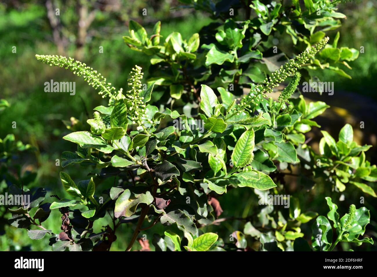 Corontillo (Escallonia pulverulenta) es un arbusto nativo de Chile