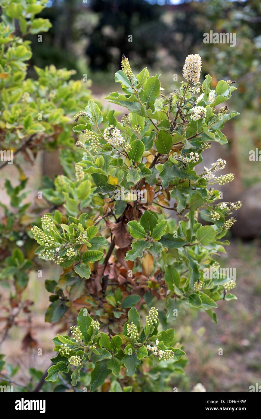 Escallonia pulverulenta fotografías e imágenes de alta resolución Alamy