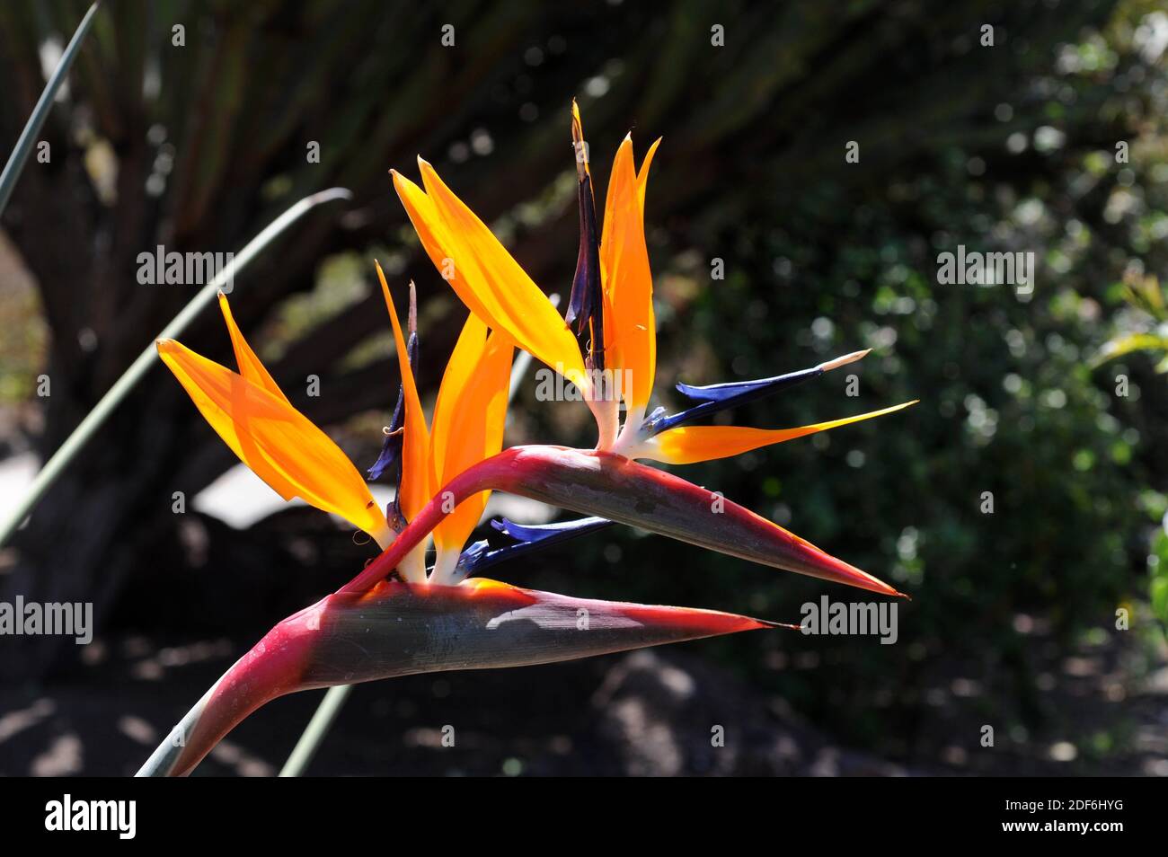 El pájaro del paraíso (Strelitzia parvifolia) es una hierba ornamental nativa de Sudáfrica. Detalle de flores. Foto de stock