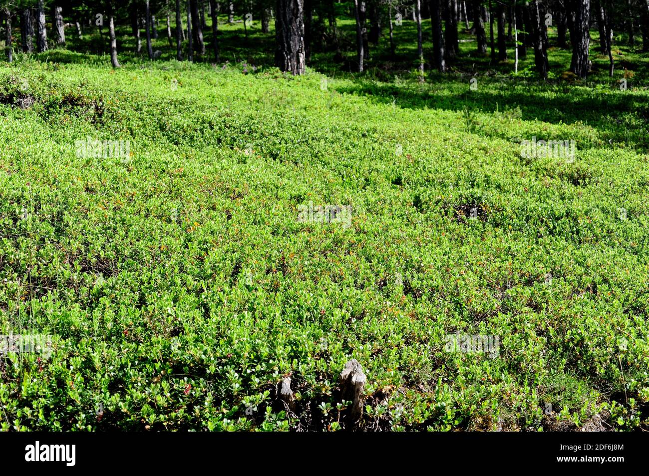 Arándano (Arctostaphylos uva-ursi) es un arbusto procumbente medicinal nativo de las latitudes y montañas del norte de Europa, América del Norte y Asia. Foto de stock