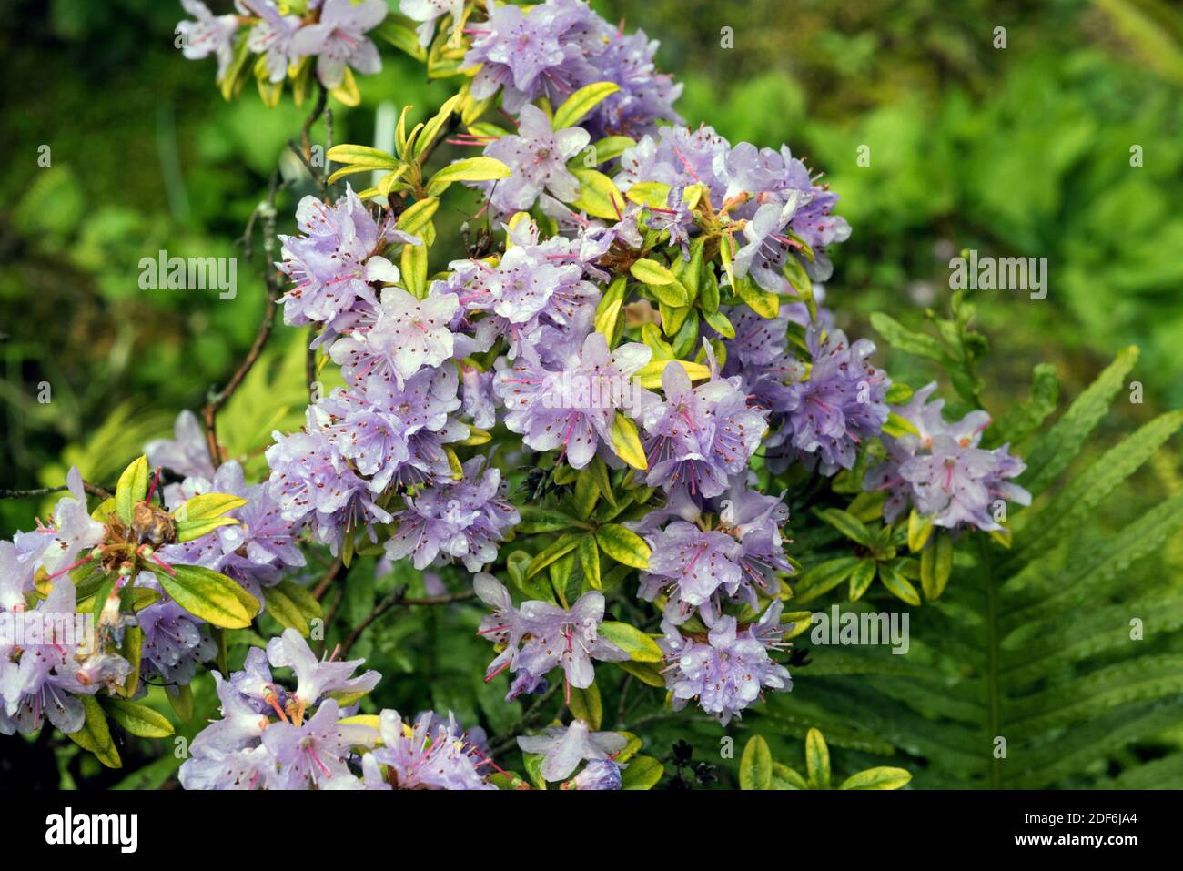 Rhododendron hipophaeoides es un arbusto ornamental nativo de China. Foto de stock