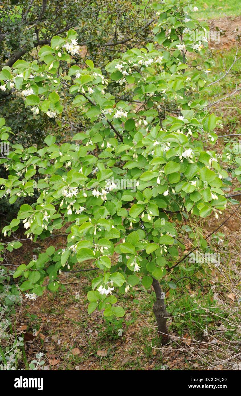 Friar balsam o storax (Styrax officinalis) es un arbusto de hoja caduca nativo del sudeste de Europa y Asia. Su resina es medicinal. Foto de stock