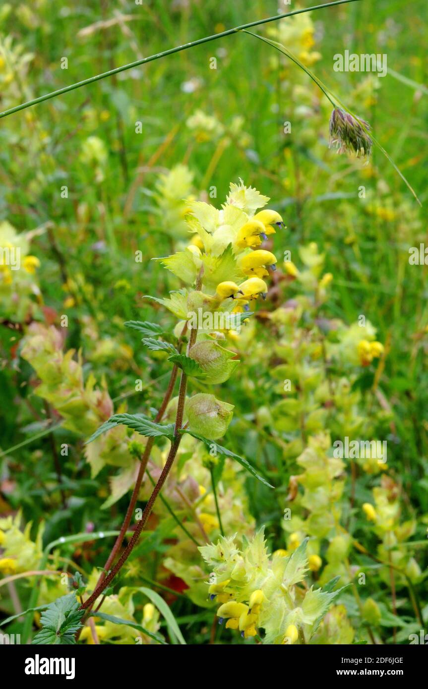 El rattle mediterráneo (Rhinanthus mediterraneus) es una hierba hemiparasitaria anual nativa del norte de España, del noroeste de Italia, del sur de Francia y de Croacia. Foto de stock