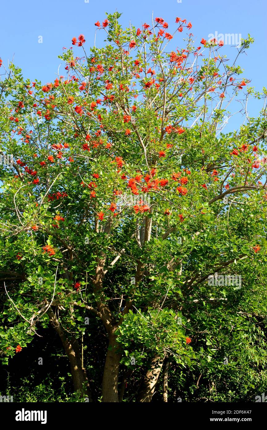 El árbol de coral Cockspur (Erythrina crista-galli) es el árbol nacional de Argentina. Es nativa de Argentina, el sur de Brasil, Paraguay y Uruguay. Foto de stock