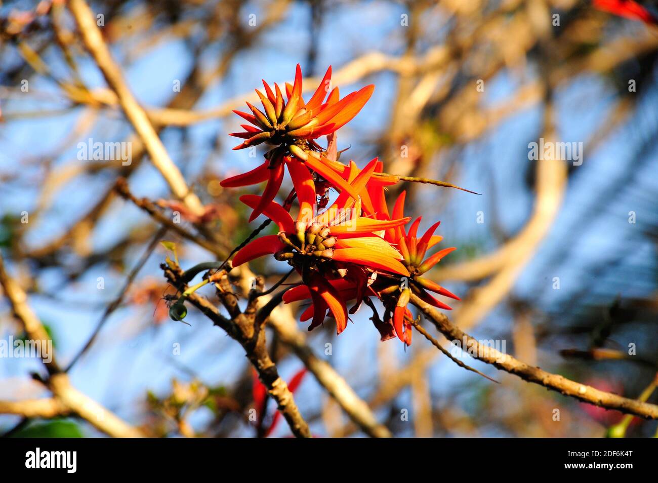 Flor nacional de paraguay fotografías e imágenes de alta resolución - Alamy