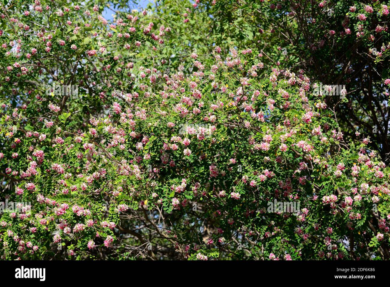El río indigo (Indigofera jucunda) es un gran arbusto nativo de Sudáfrica. Foto de stock