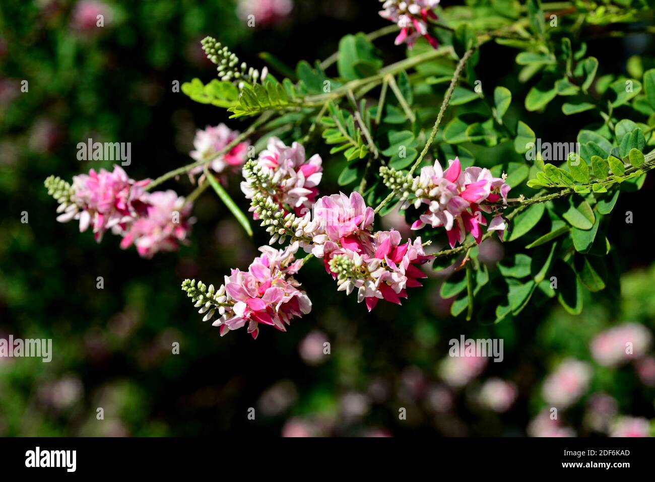 El río indigo (Indigofera jucunda) es un gran arbusto nativo de Sudáfrica. Foto de stock