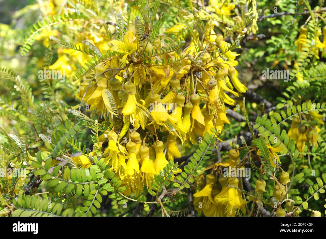 Toromiro (Sophora toromiro) es un árbol endémico de la Isla de Pascua, pero extinto en la naturaleza. Detalle de flores y hojas. Foto de stock