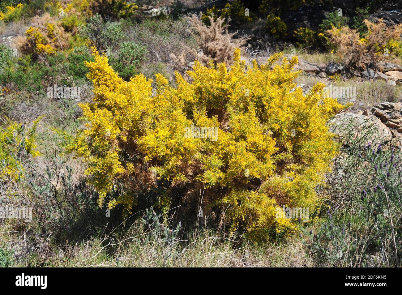 Gorrito de flor pequeña o gorrito español (Ulex parviflorus) Es un arbusto fuertemente espinoso nativo de la cuenca mediterránea occidental y centro y sur Foto de stock