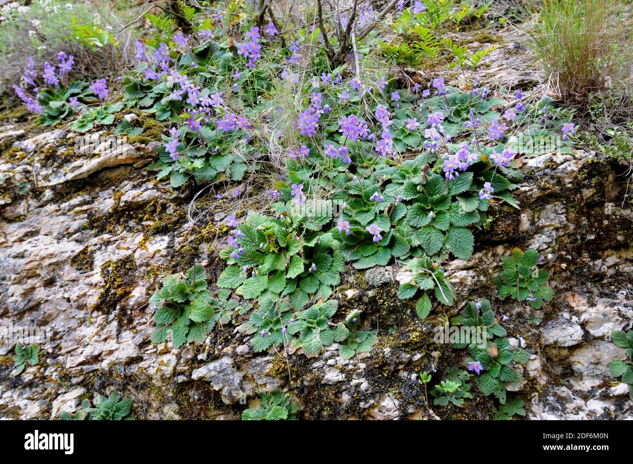 Violeta pirenaico o mulleina roseta (Ramonda myconi o Ramonda pyrenaica) Es una hierba perenne endémica de los Pirineos y las montañas de piedra caliza del norte Foto de stock