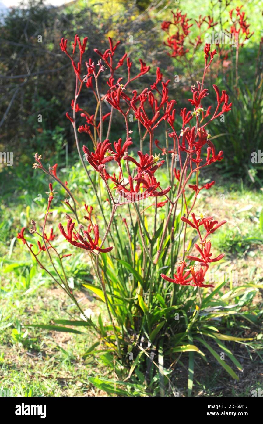 La hierba Canguro (Anigozanthos flawidus) es una hierba perenne nativa del suroeste de Australia. Foto de stock