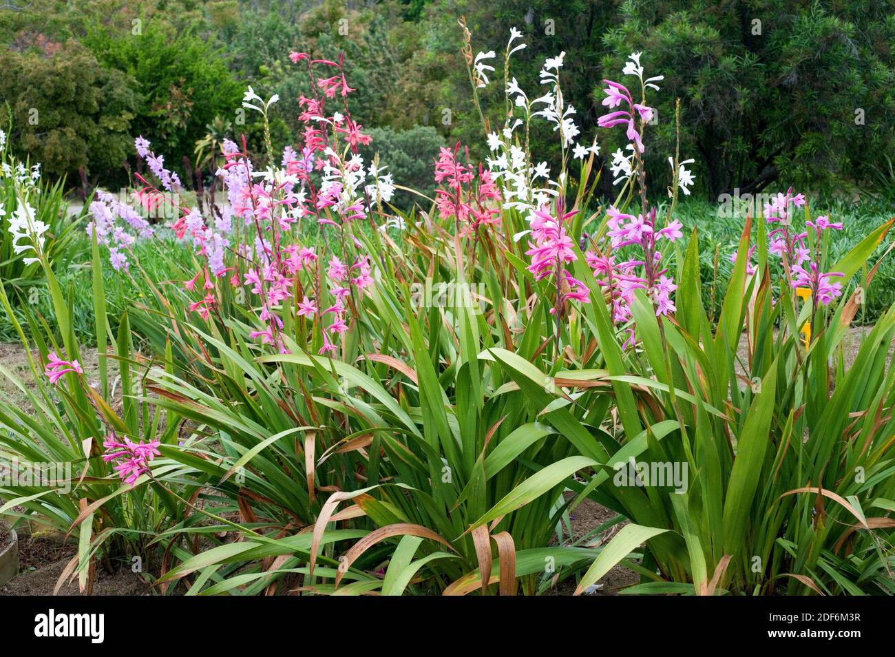 Watsonia marginata es una planta ornamental nativa de Sudáfrica. Foto de stock