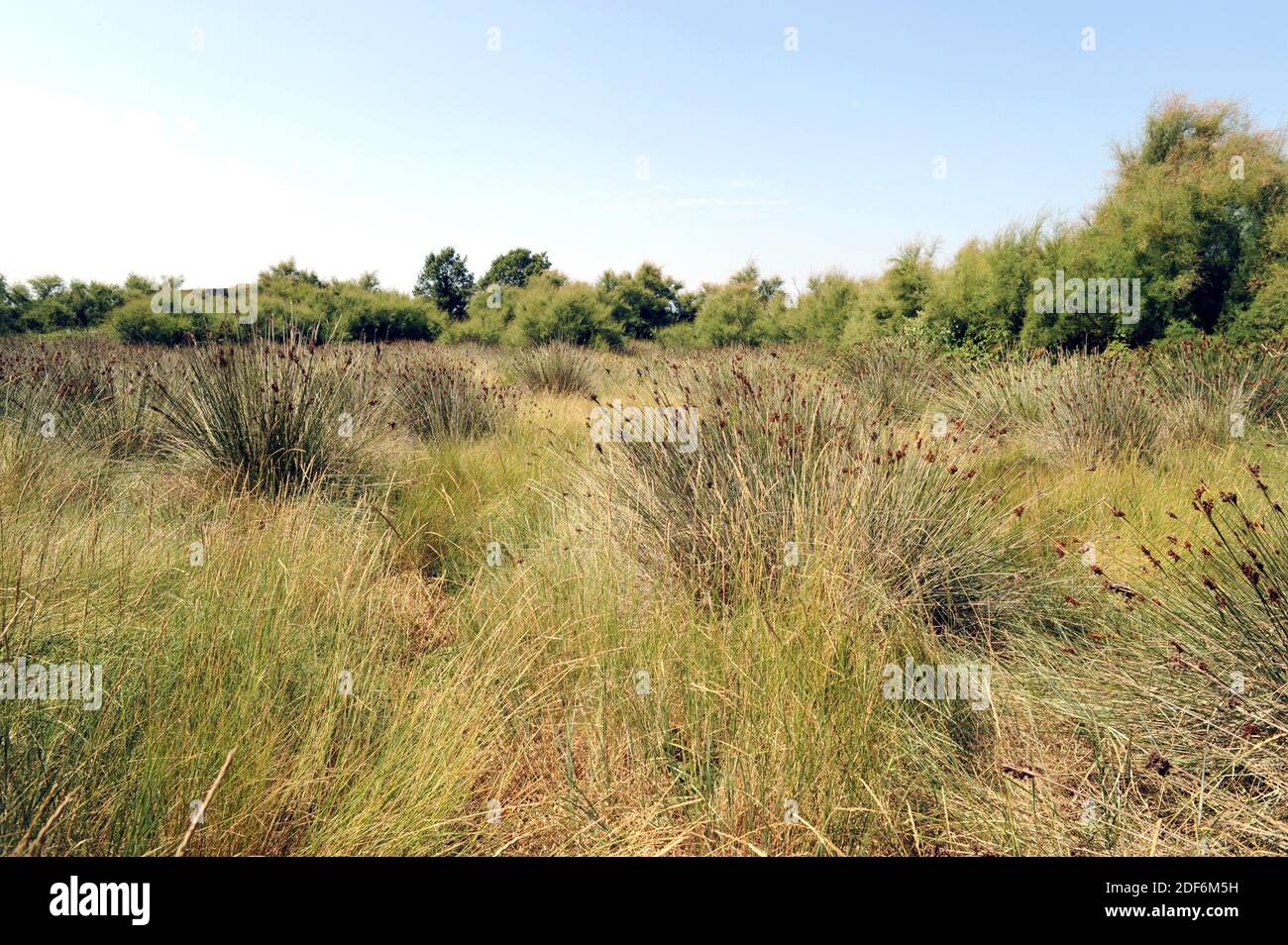 La fiebre espinosa o la fiebre aguda (Juncus acutus) es una hierba perenne nativa de las dunas, humedales y marismas de Europa, el norte de África, el oeste de Asia y. Foto de stock