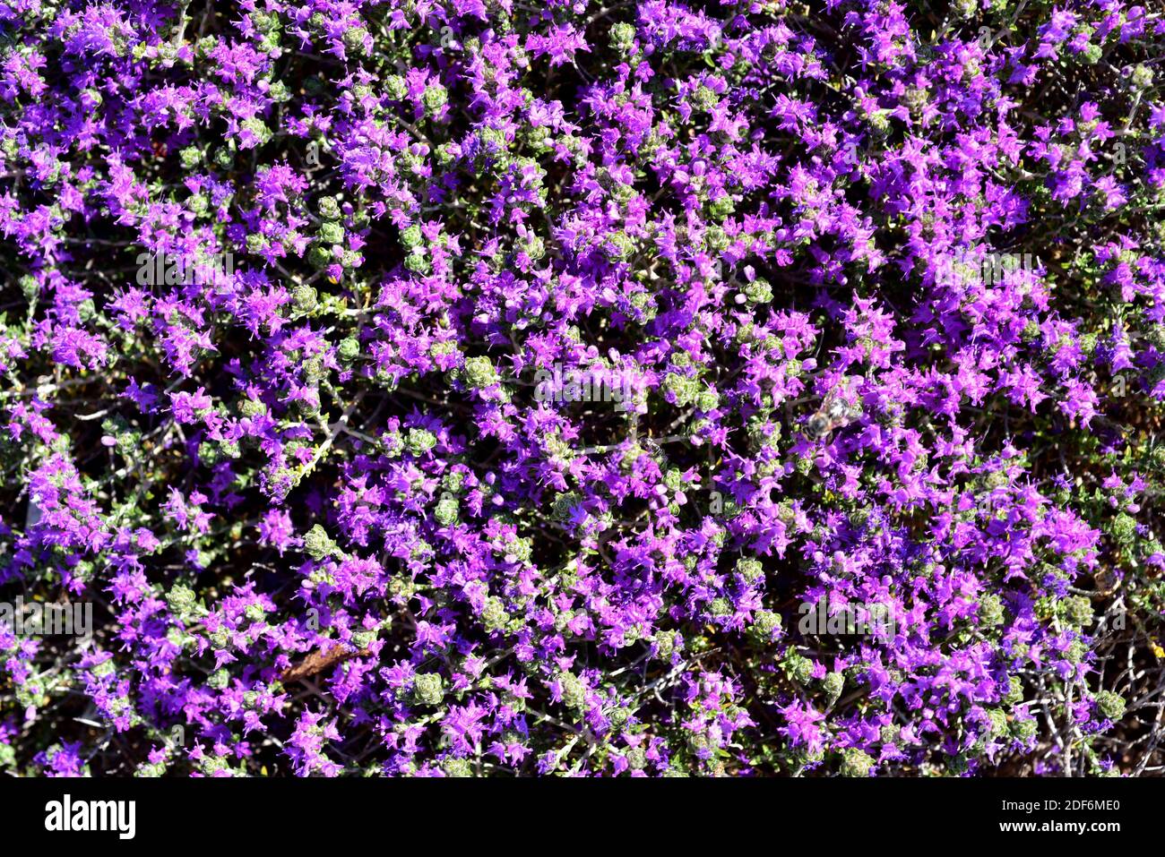 El orégano español (Thymus capitatus, Thymbra capitata o Coridothymus