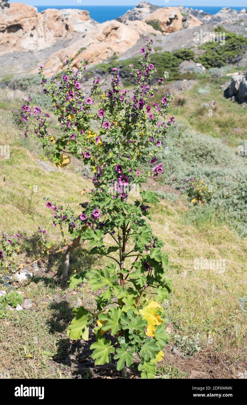 La malva arborea (Lavatera arborea, Malva arborea o Malva eryocalix) es un arbusto nativo de las costas de Europa occidental y de la cuenca mediterránea. Esta foto fue Foto de stock
