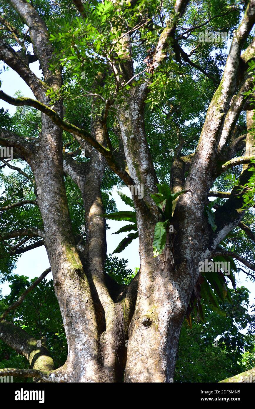 La caoba africana o la caoba senegalensis de senegal (Khaya senegalensis) es un árbol semideciduo nativo de África. Foto de stock