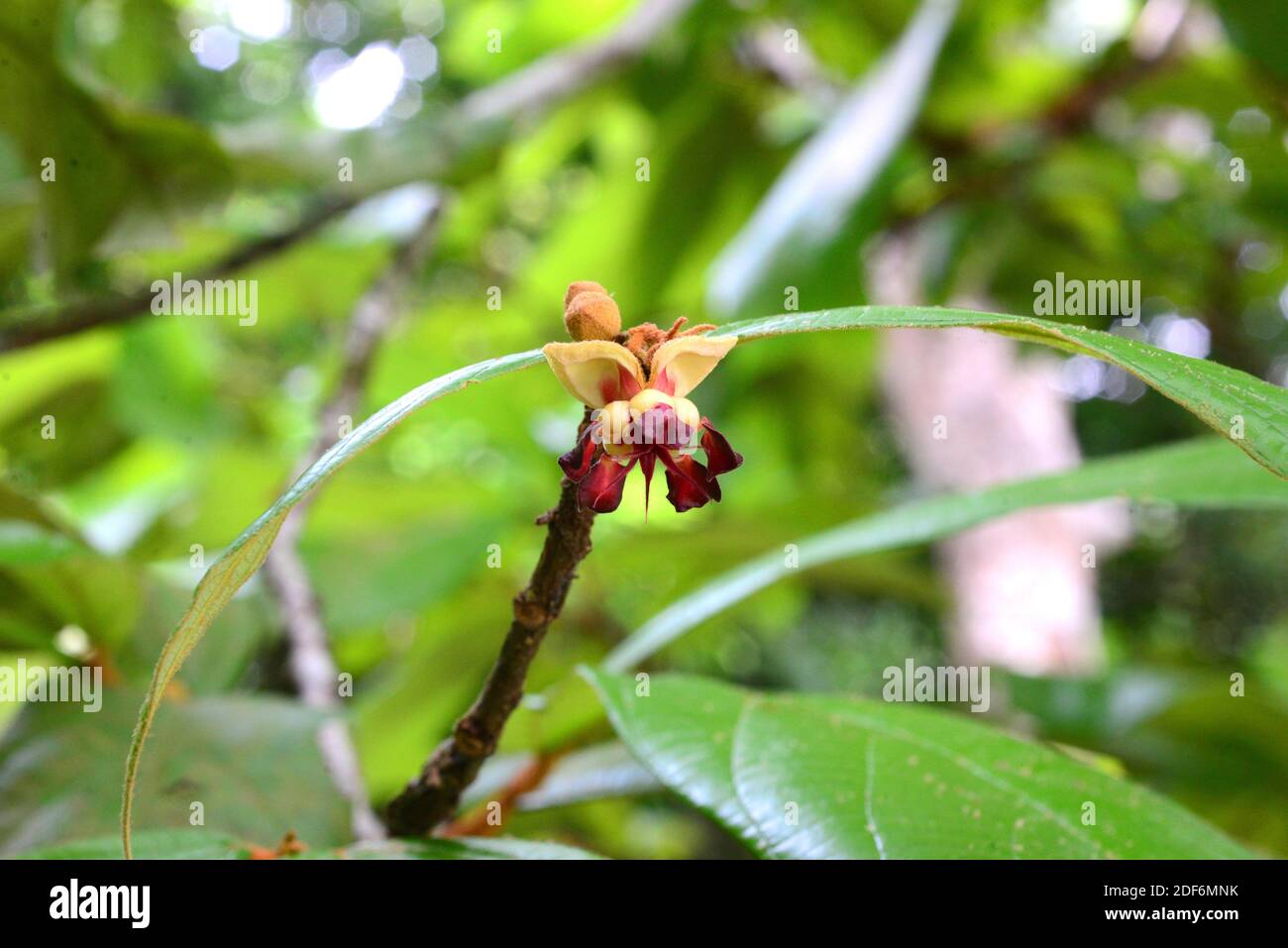 Flor de brasil fotografías e imágenes de alta resolución - Alamy