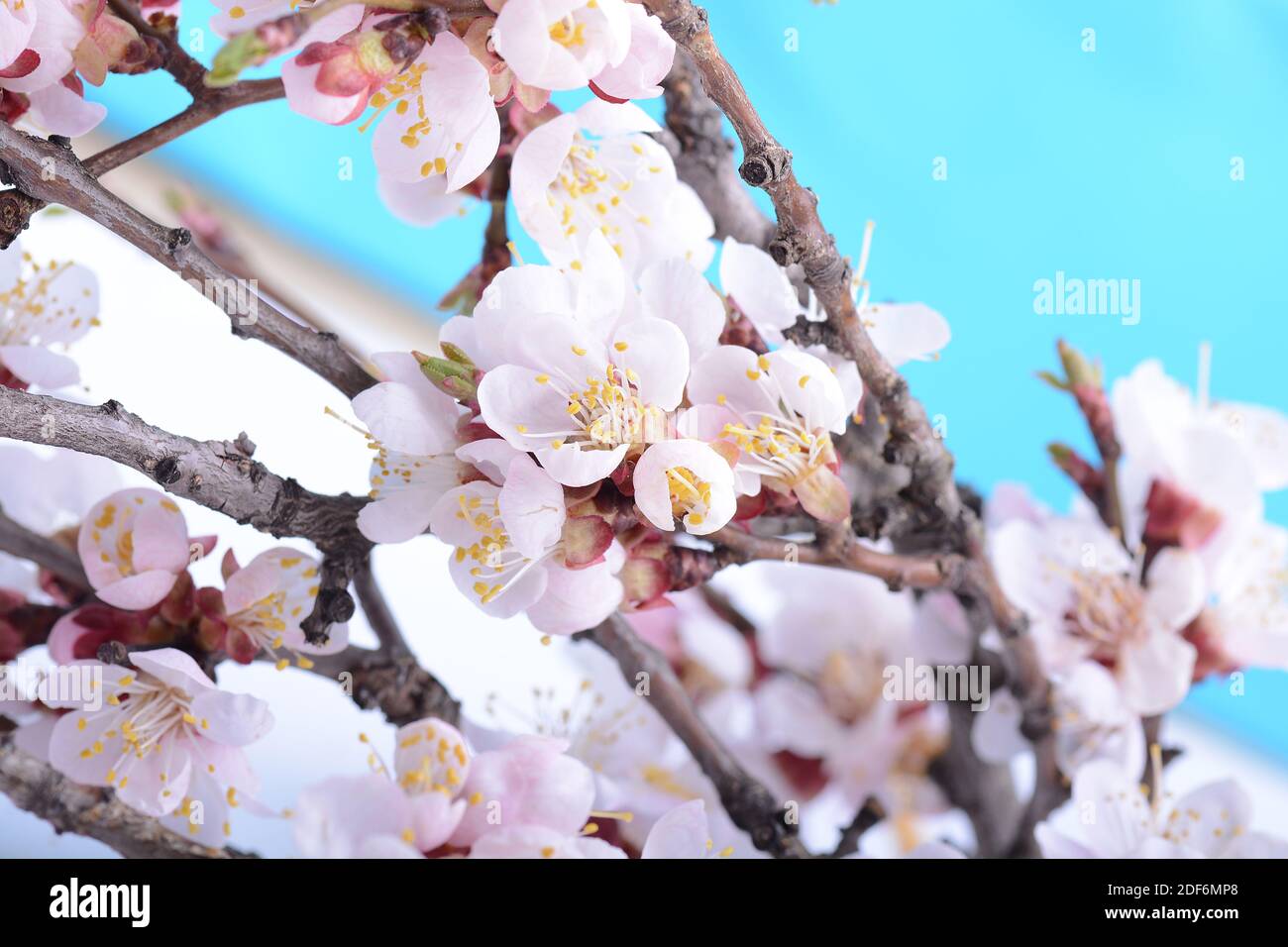 Flor del árbol de manzana en la rama en la primavera. Hermosa flor de cerca sobre fondo azul. Foto de stock
