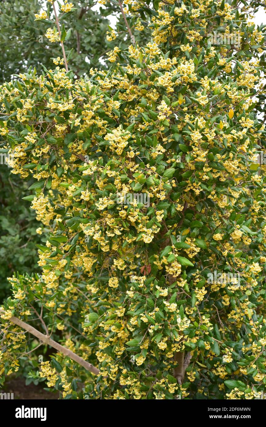 Boldo (Peumus boldus) es un árbol endémico de Chile. Sus hojas se utilizan con fines culinarios y medicinales. Foto de stock