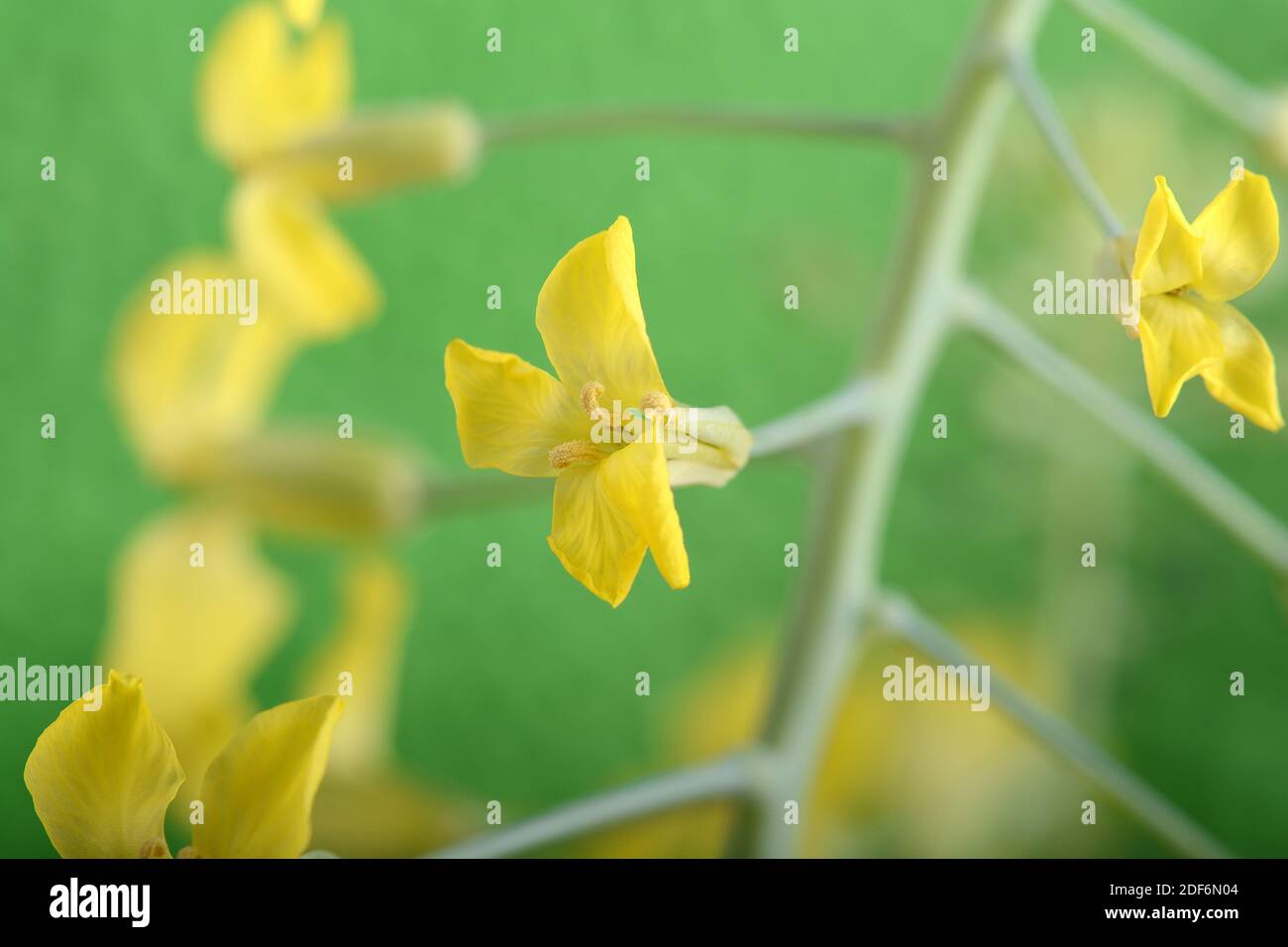 Arte flores silvestres primavera de cerca. Flor amarilla sobre fondo verde Foto de stock
