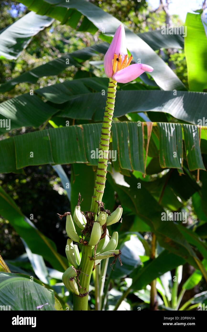 El plátano florido (Musa ornata) es una hierba ornamental perenne nativa del sudeste asiático. Detalle de flores y frutas. Foto de stock