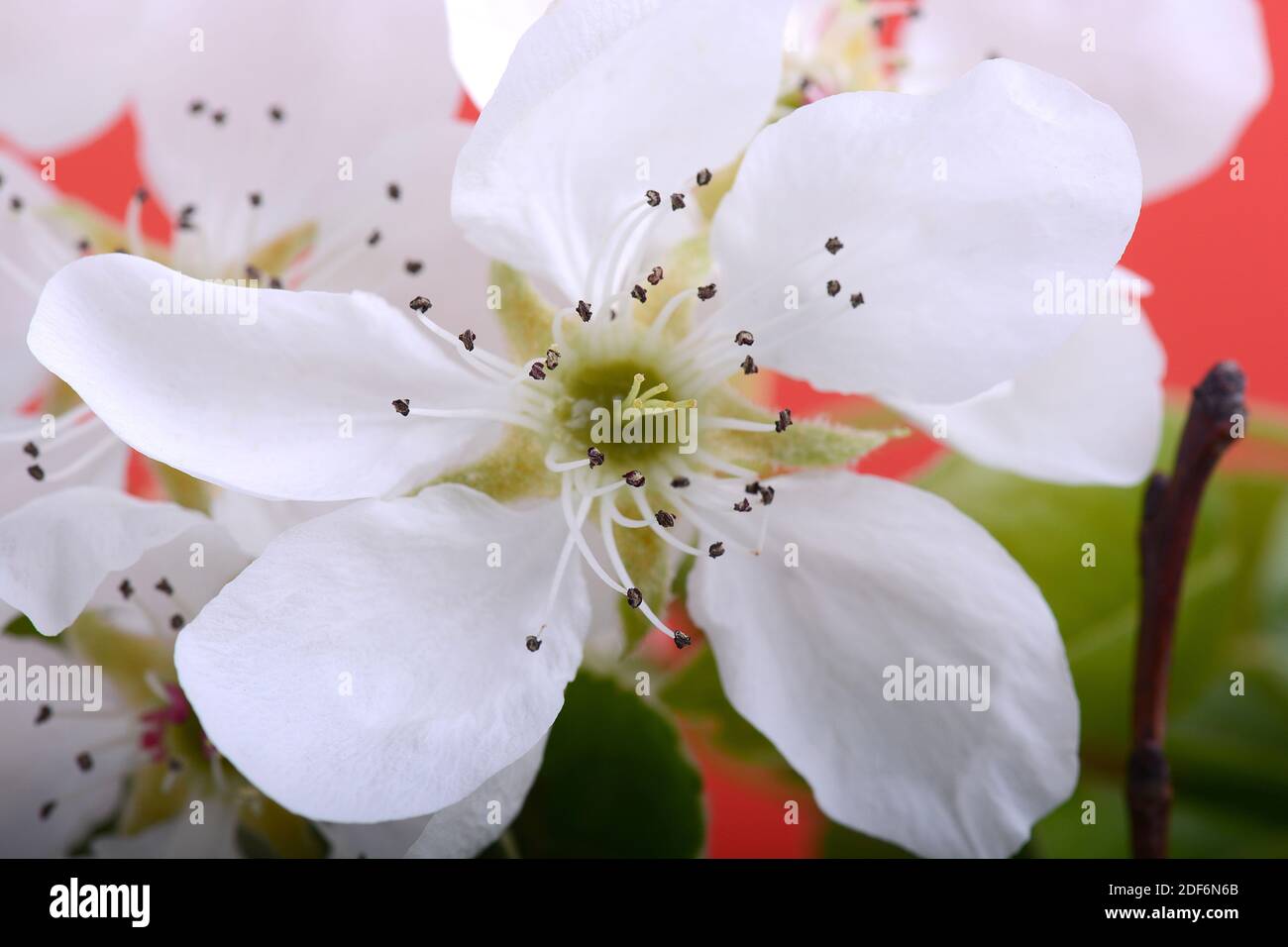 Flor del árbol de manzana en la rama en la primavera. Hermosa flor de manzana de cerca Foto de stock