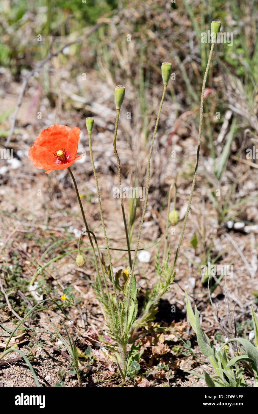 La amapola de cabeza larga (Papaver dubium) es una hierba anual nativa de Europa y Norteamérica. Esta foto fue tomada en el Parque Natural de Cap Creus, Girona Foto de stock