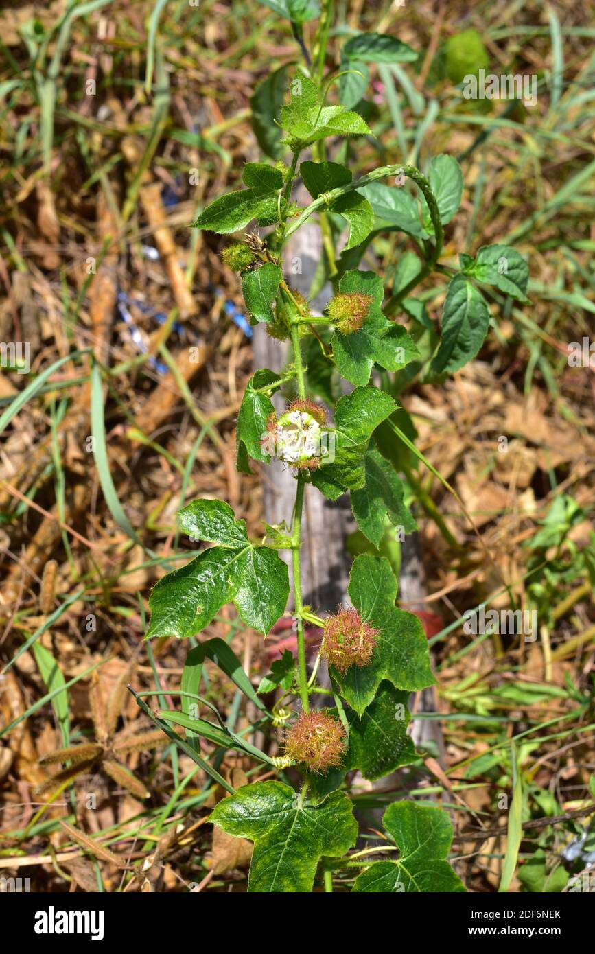 Bush maracuja o maracuja salvaje (Passiflora foetida) es una planta trepadora nativa de América, pero intradida en otras regiones tropicales. Esta foto Foto de stock