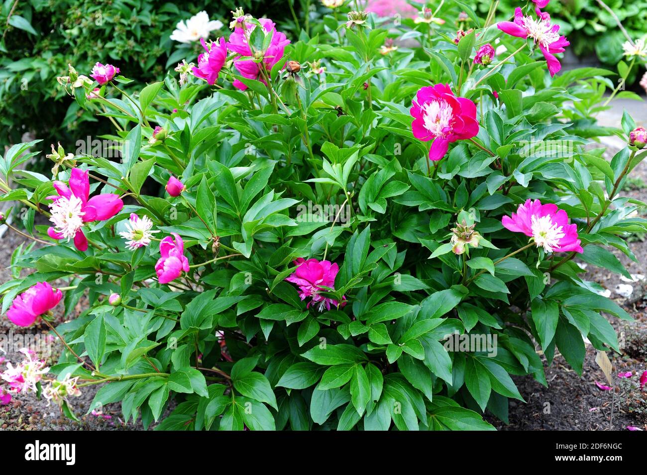 La peonía China (Paeonia lactiflora) es una hierba perenne nativa de Asia oriental. Foto de stock