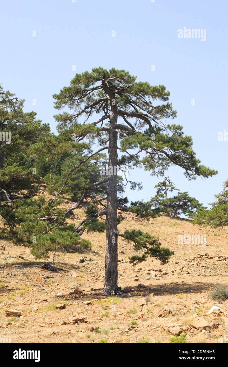 El pino negro turco (Pinus nigra caramanica) es un árbol de coníferas nativo de Turquía. Esta foto fue tomada en las Montañas Tauro, Turquía. Foto de stock