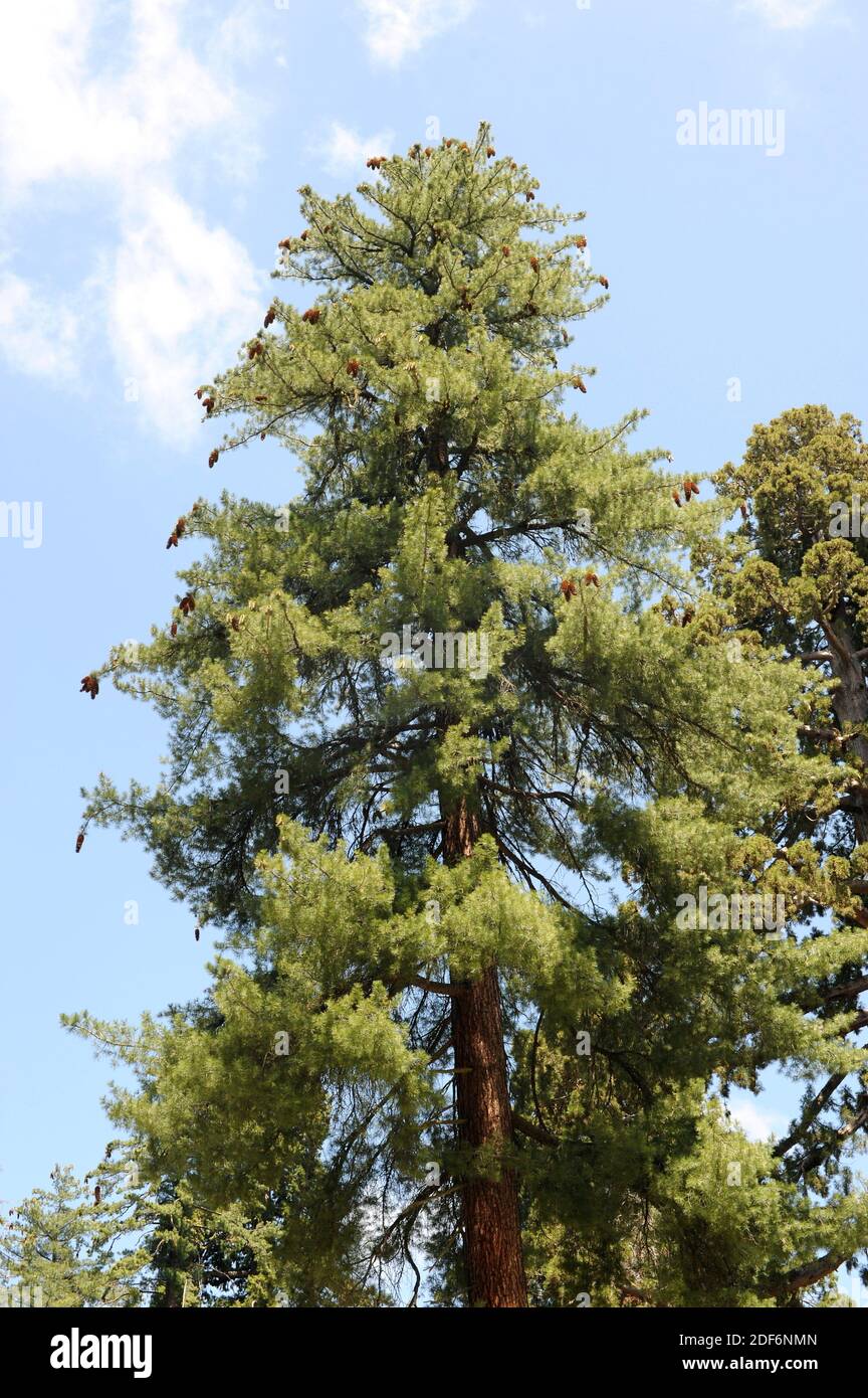El pino de azúcar (Pinus lambertiana) es un árbol de coníferas nativo del  oeste de Norteamérica, desde Oregón hasta Baja California. Esta foto fue  tomada en Sequoia Fotografía de stock - Alamy