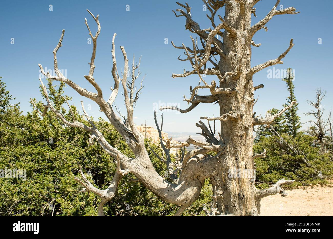 El pino de cerda de la gran cuenca (Pinus longaeva) es un árbol de coníferas de muy larga vida (más de 5,000 años). Espécimen muerto. Es nativo de California, Foto de stock