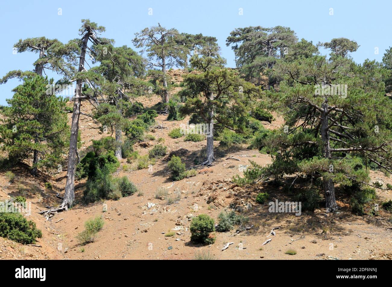 El pino negro turco (Pinus nigra caramanica) es un árbol de coníferas nativo de Turquía. Esta foto fue tomada en las Montañas Tauro, Turquía. Foto de stock