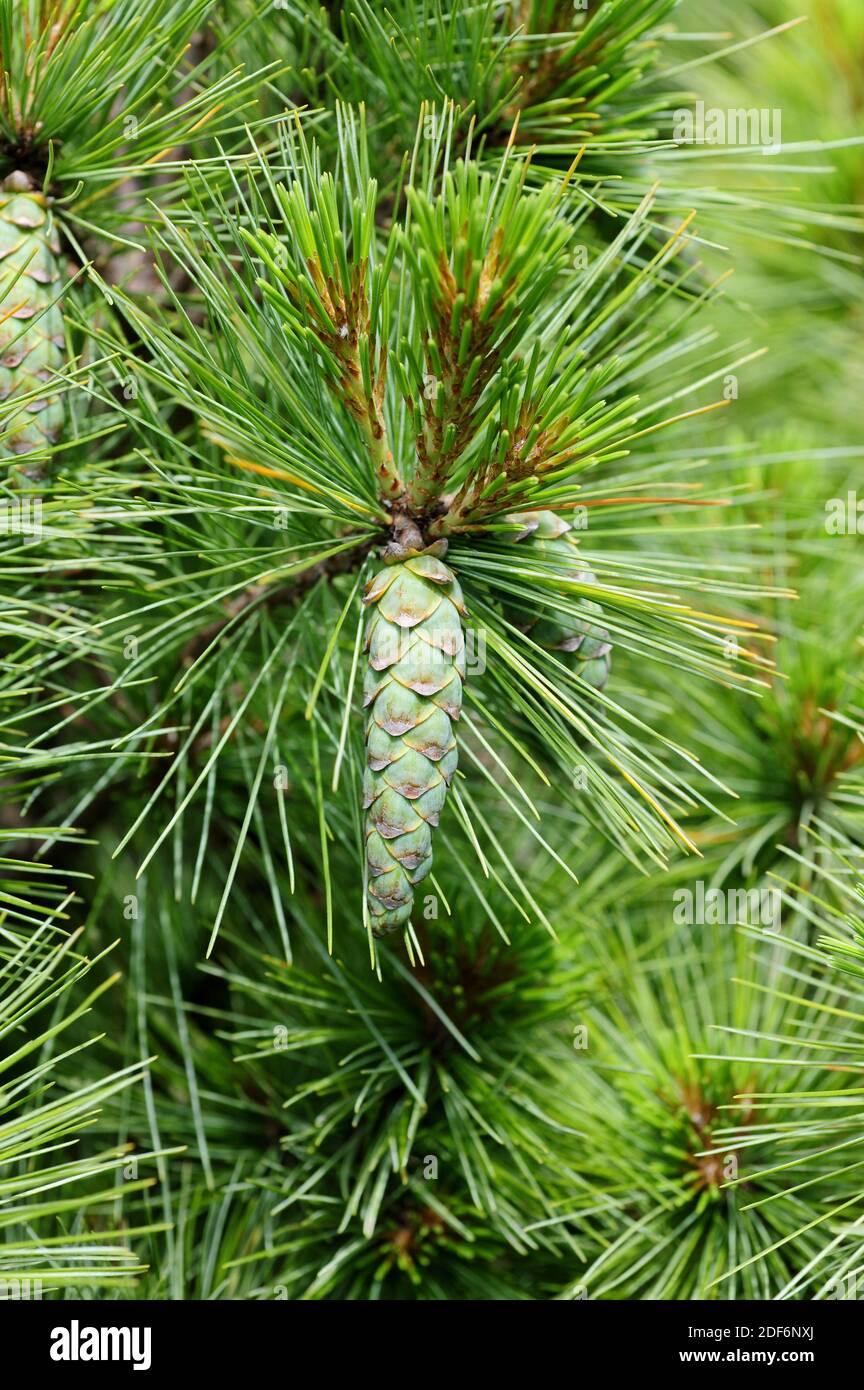 El pino de Bután o pino del Himalaya (Pinus wallichiana) es un árbol de coníferas nativo de las montañas asiáticas desde Afganistan hasta China. Detalle de conos y hojas. Foto de stock