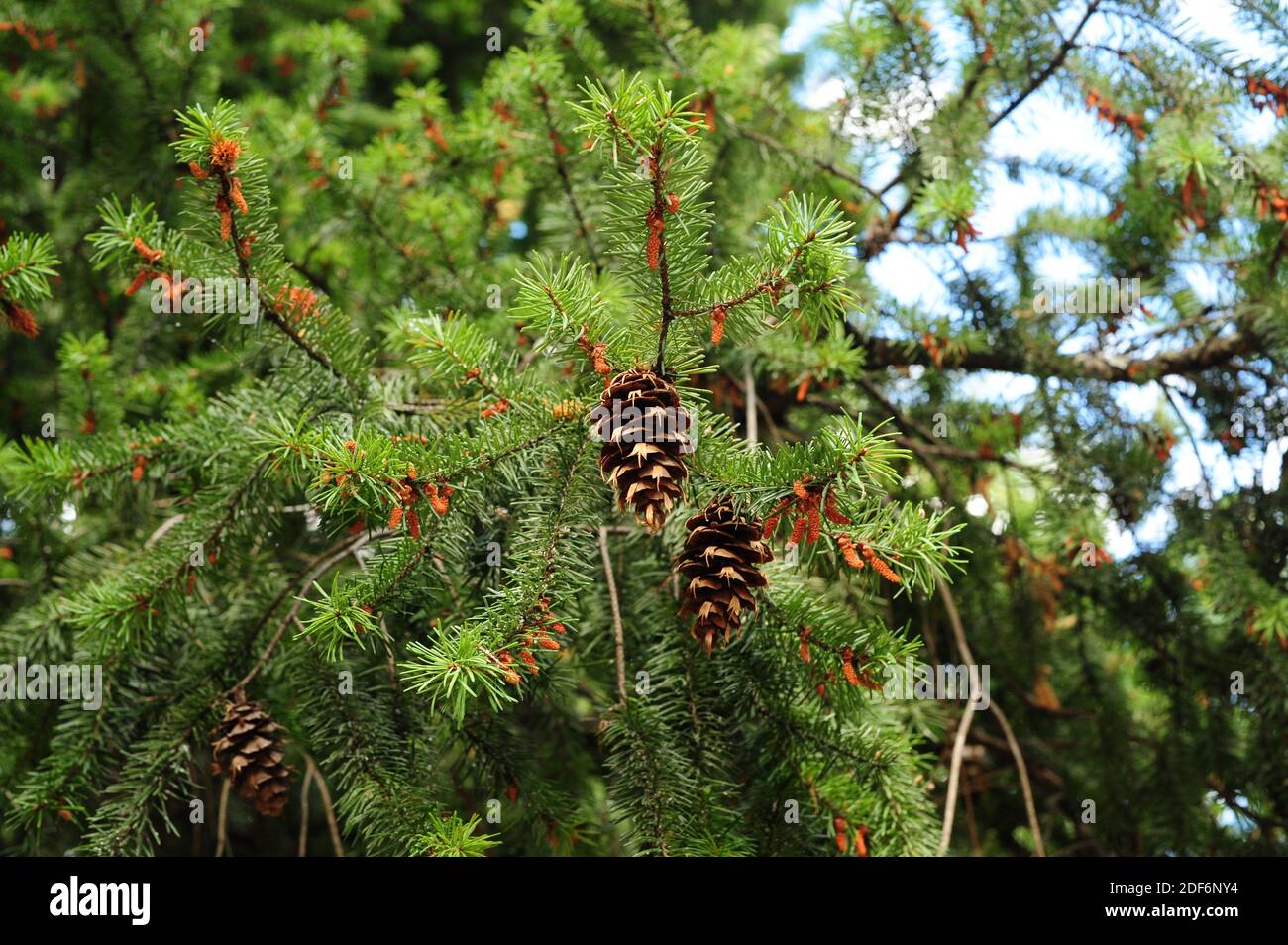 El abeto Douglas o pino Oregon (Pseudotsuga menziesii) es un árbol de coníferas nativo del oeste de Norteamérica. Detalle de conos, flores masculinas y hojas. Esto Foto de stock