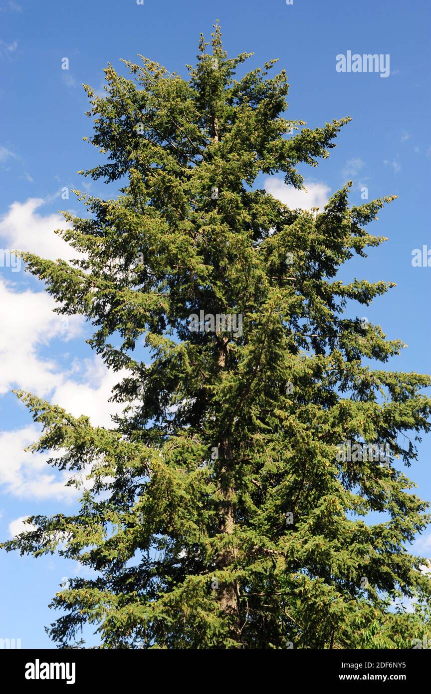 El abeto Douglas o pino Oregon (Pseudotsuga menziesii) es un árbol de coníferas nativo del oeste de Norteamérica. Esta foto fue tomada en Serra da Estrela, Foto de stock