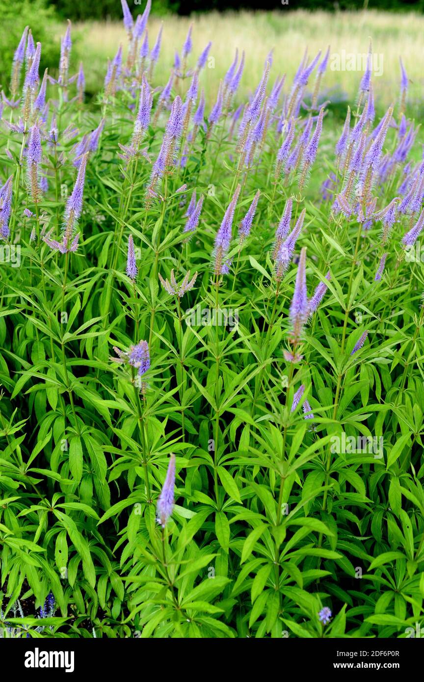 La raíz de Culver (Veronicastrum virginicum o Leptandra virginica) es una hierba perenne nativa de América del Norte. Foto de stock