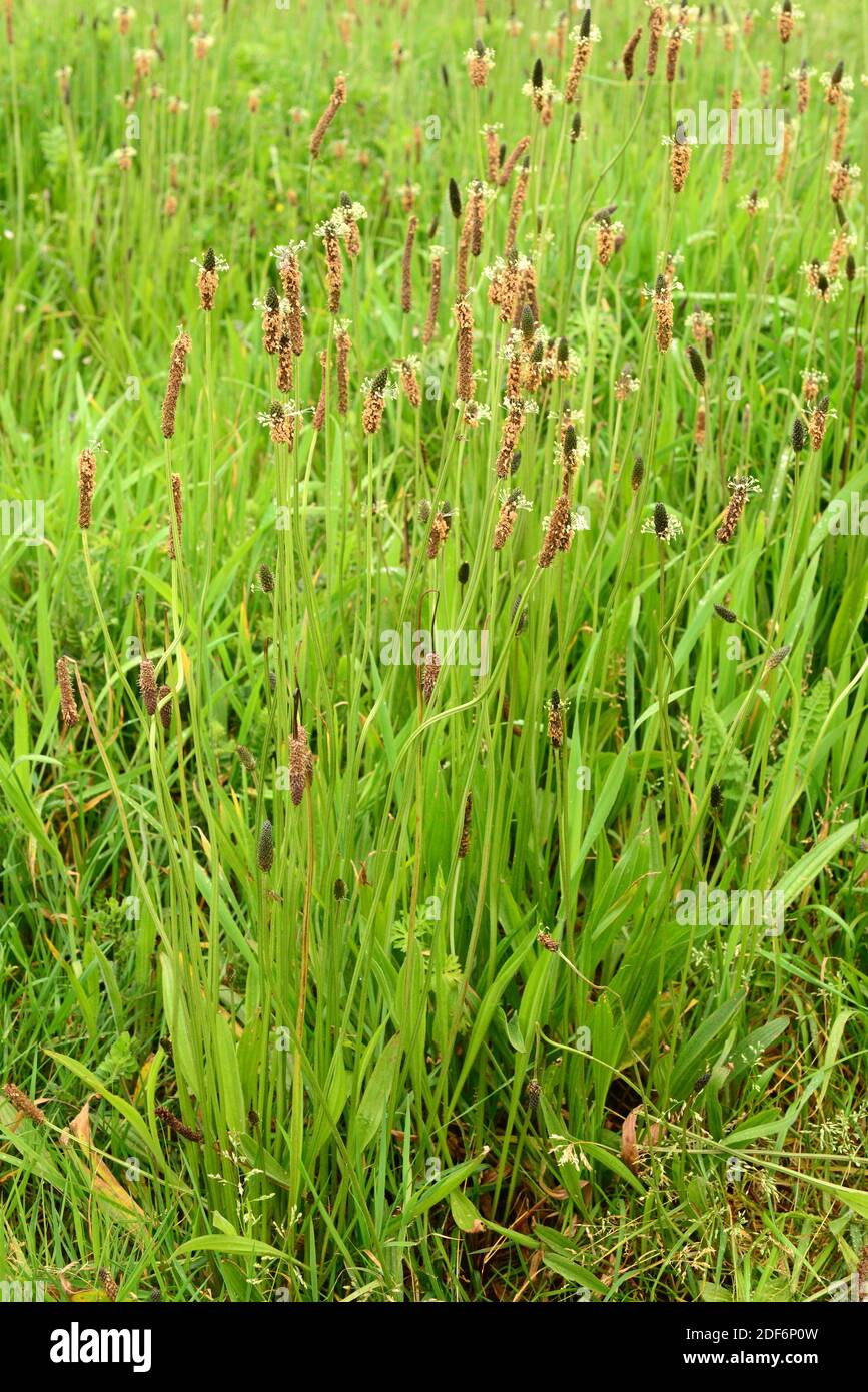 Plátano de hoja estrecha o plátano de ribwort (Plantago lanceolata) Es una hierba perenne medicinal nativa de Eurasia e introducida En América y. Foto de stock